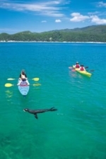 Abel tasman Seals
