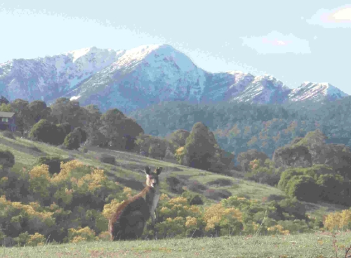 Mt. Buller and Kangaroo