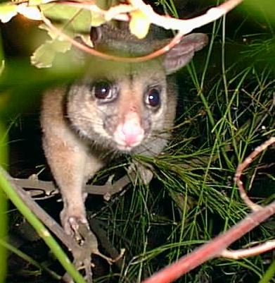 Possum