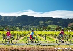 Marlborough Sounds vineyards - Photo by Dean McKenzie